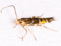 Cosmopterix pulchrimella